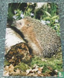 Egel