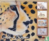 Cheetah