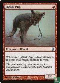 Jackal Pup