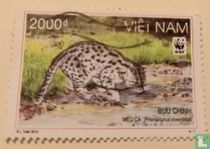 Fishing cat