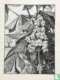 Bloeiende kastanjebloem