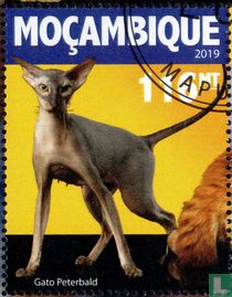 The cats