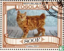 Les chats