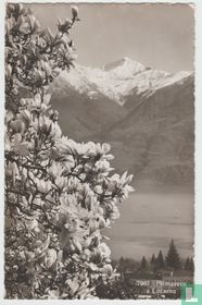 Primavera a Locarno Tessin Schweiz Ansichtskarten Ticino Switzerland 1945 Postcard