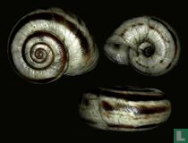 Xerolenta obvia