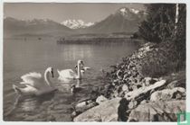 Schwanenfamilie am Thunersee Blüemlisalp Niesen Swan Family at Lake Schweiz Switzerland 1959 Ansichtskarten Postcard