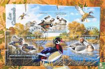 Ducks