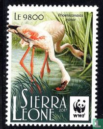 Flamingo WWF