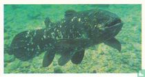 Living Fossils