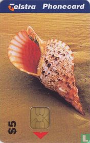 Trumpet Triton Shell