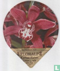 Cymbidium hybr.
