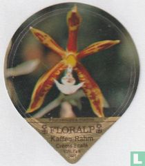 Phalaenopsis mannii