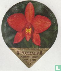 Sophronitis coccinea