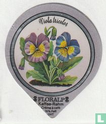 Viola tricolor