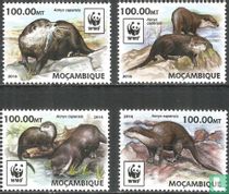 Loutre du Cap