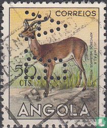 Antilope