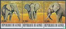Endangered animals for sale