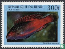 Saltwater Fish