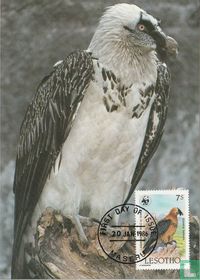 Gypaète barbu