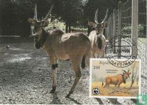Animal species threatened with extinction