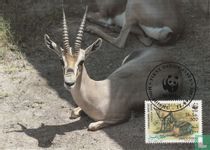 Gazelles