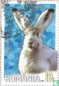The Arctic Rabbit