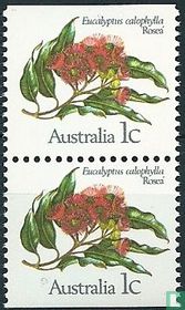 Eukalyptusblüte