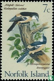 Oiseaux 
