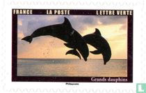 Bottlenose dolphins