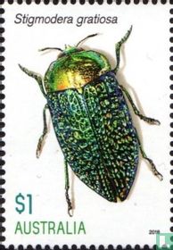Beautiful beetles