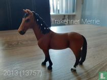 Trakehner Stute