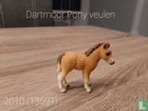 Dartmoor-Pony-Fohlen