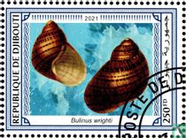 Seashells