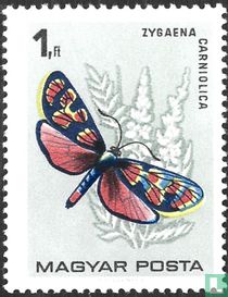 Papillons acheter