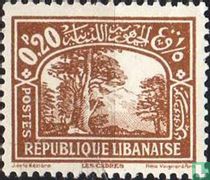 Lebanon Cedar