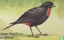Lesser Antillean Bullfinch