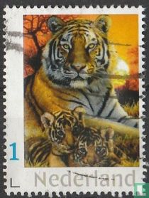 Tigers