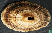 Diodora demartiniorum