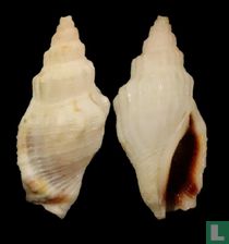 Canarium elegans