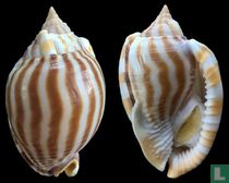 Phalium flammiferum