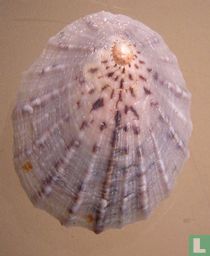 Cellana radians earlii