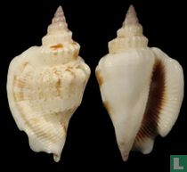 Dolomena pulchella