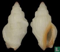 Canarium scalariforme