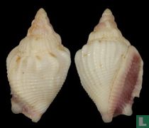 Canarium hellii