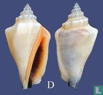Canarium incisum