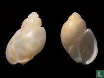 Zemiropsis rosadoi 