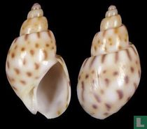 Zemiropsis pintado 