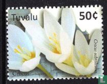Fleurs de Terre Sainte