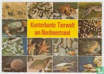 Kunterbunte Tierwelt am Nordseestrand 1983, Colorful wildlife on the North Sea beach Postcard