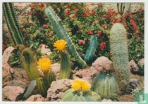 Cactus Cactusses Plant Yvon Postcard